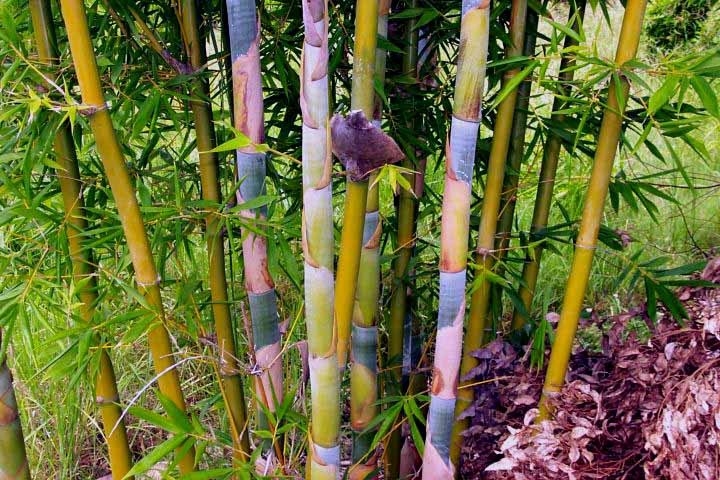 Giant Timber Bamboo Plant – Bambusa Oldhamii - 1 GALLON Size - Clumping ...