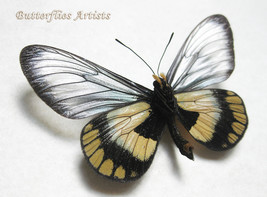 Glass Wings Miyana Meyeri Real Butterfly Framed Entomology Collectible S... - $58.99