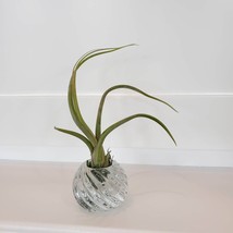 Air Plant in Crystal Holder, Upcycled Candle Holder, Glass Airplant Holder Pot image 4
