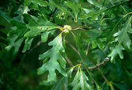 Pin Oak Tree qt pot (quercus palustris) image 3