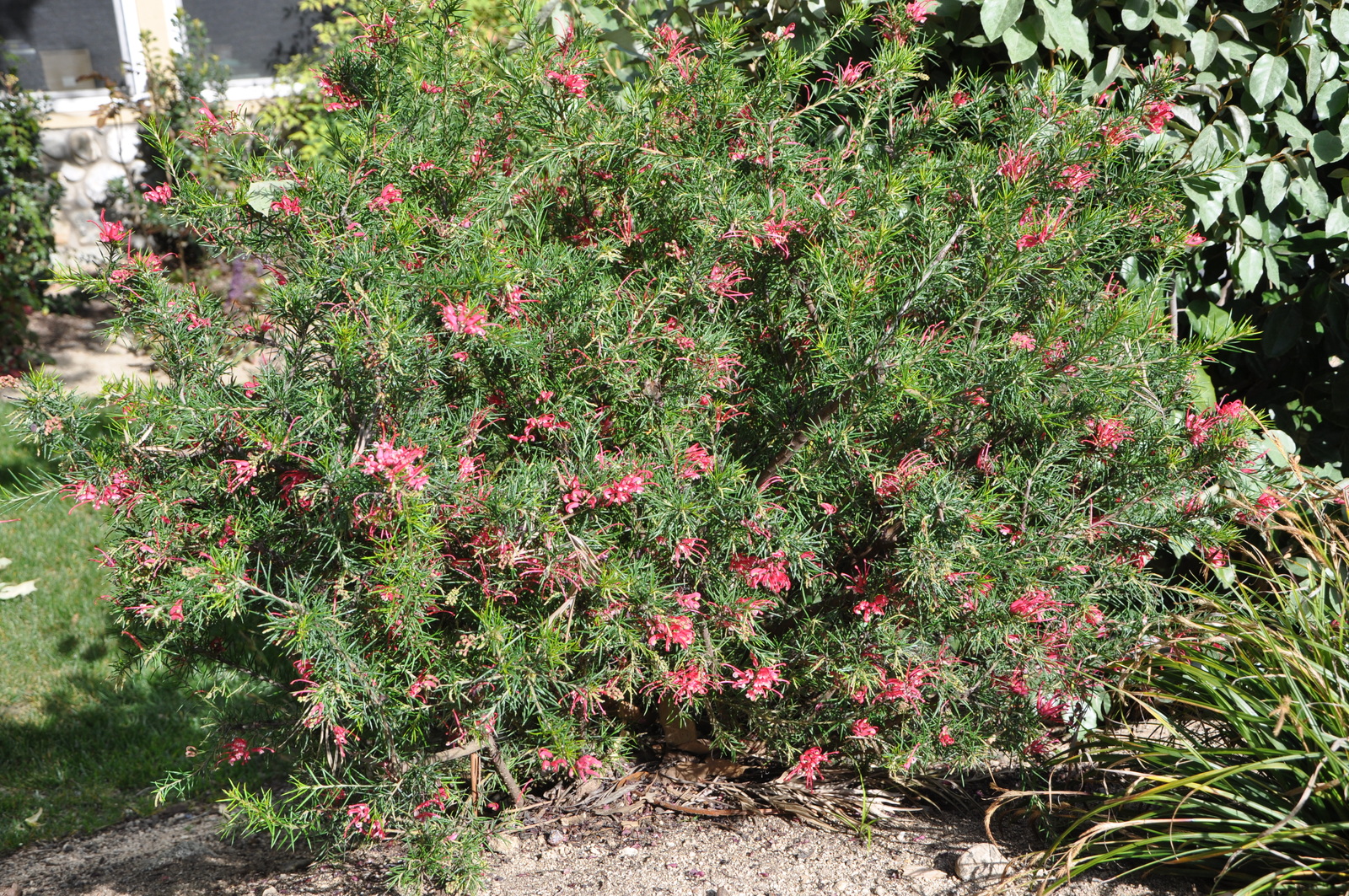 Live Noel's Grevillea aka Grevillea 'Noellii' Plant Fit 5 Gallon Pot ...