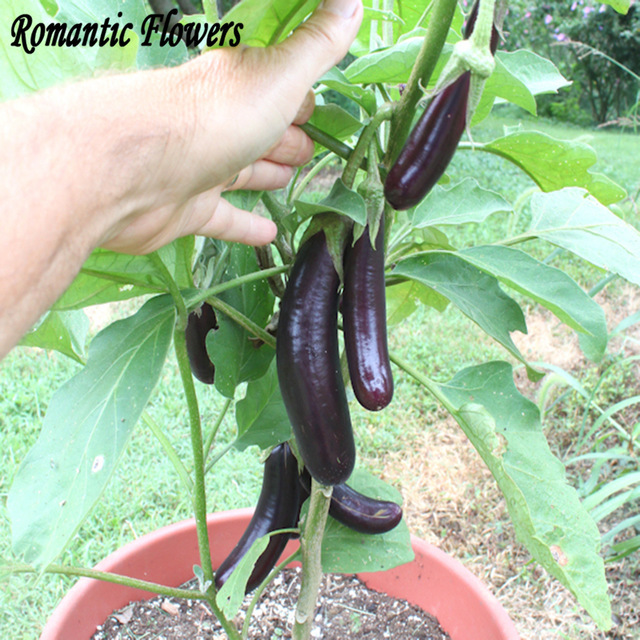 Green 20+ seeds Aubergine Banglades Long EARLY and FINE! Eggplant