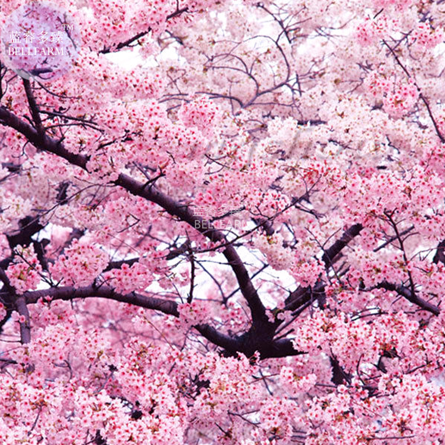 Show full-size image of 20 Japanese Pink Cherry Blossom Sakura Tree Seeds.