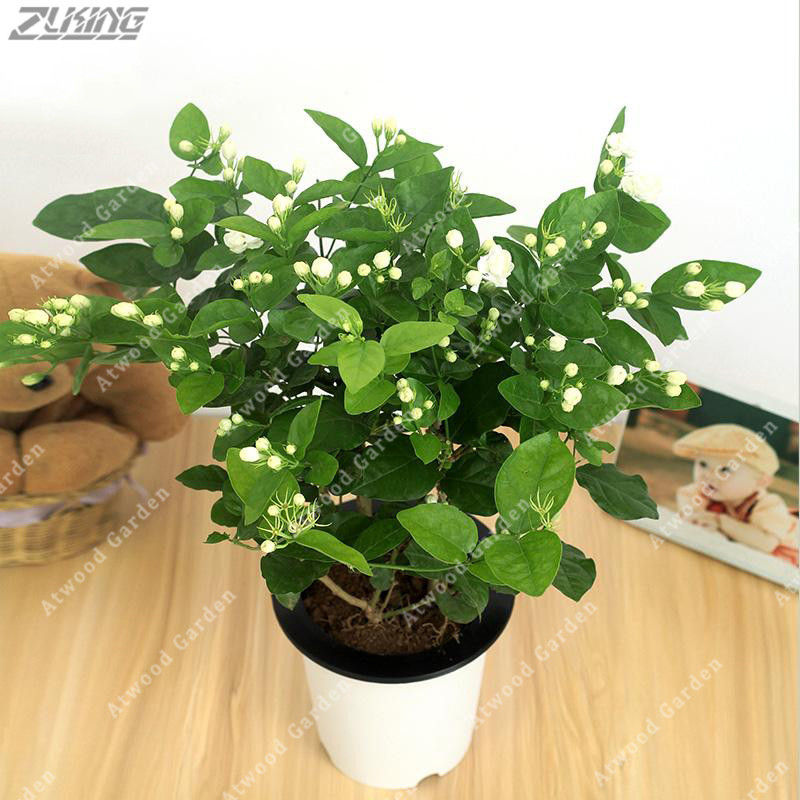 Jasmine Flower Seeds White Jasmine Fragrant Plant Arabian Jasminum Seed