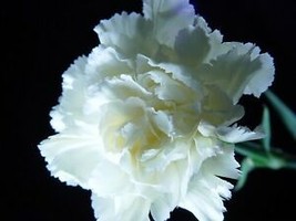 20 SEEDS Balsam Purely White Perennial Flower Seeds - $9.98