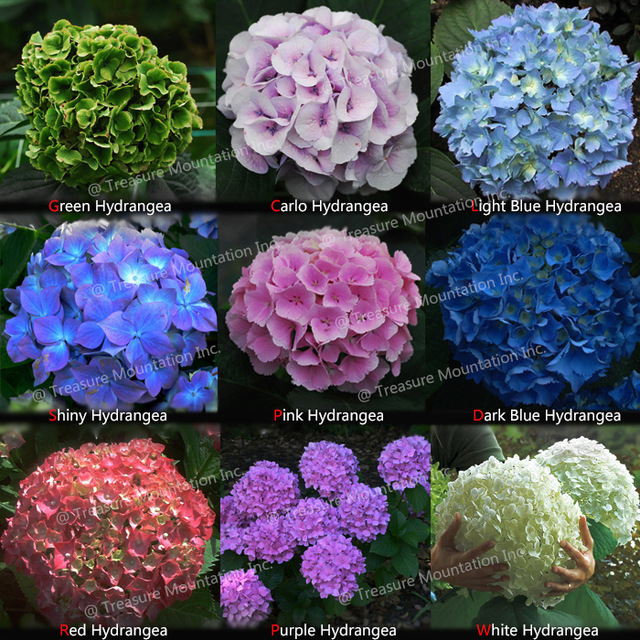 15 Seeds 9 Colors Panicle Hydrangea, Decorative Garden