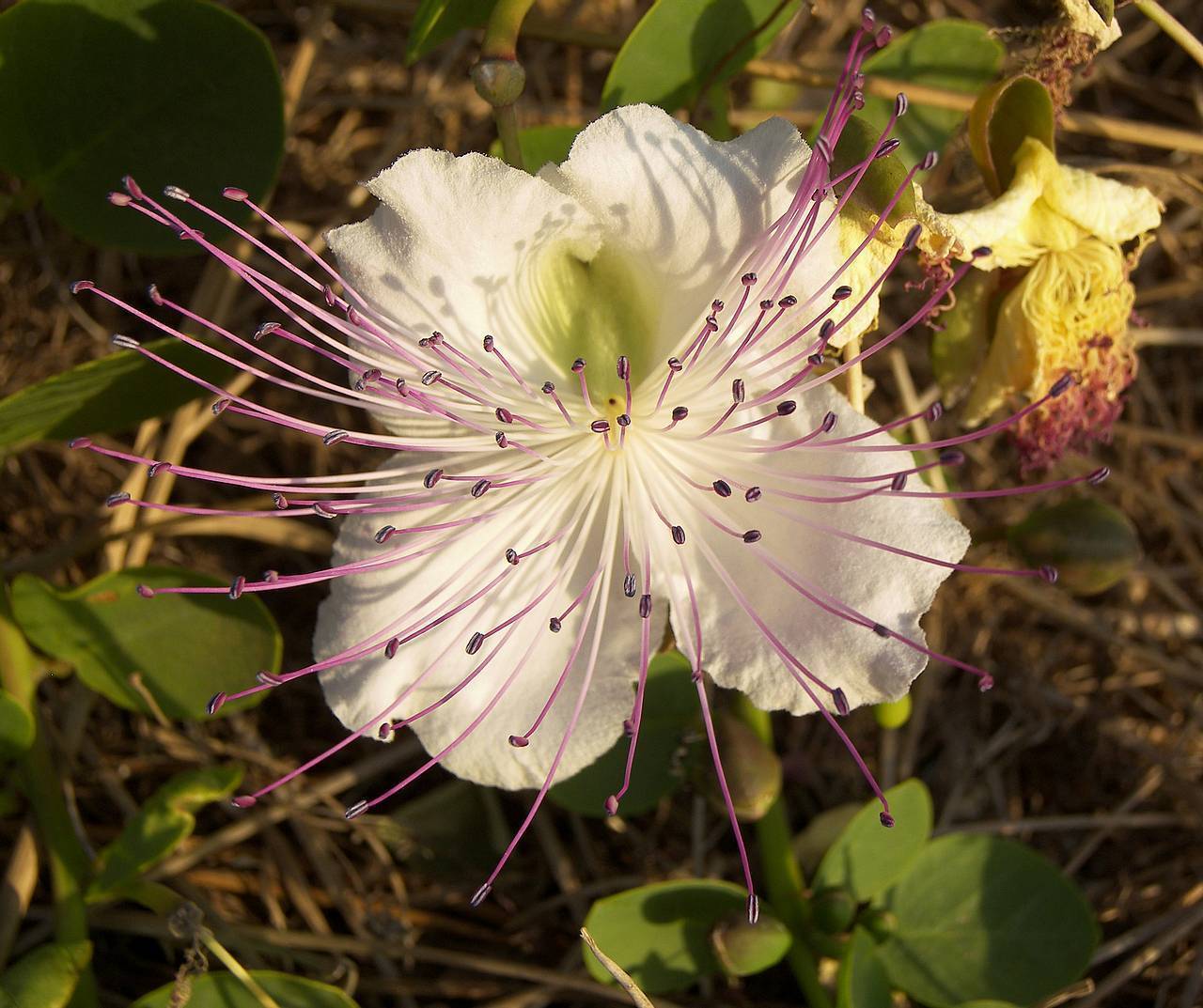 240 seeds Caper Bush, Capparis spinosa Annual & Biennial Seeds