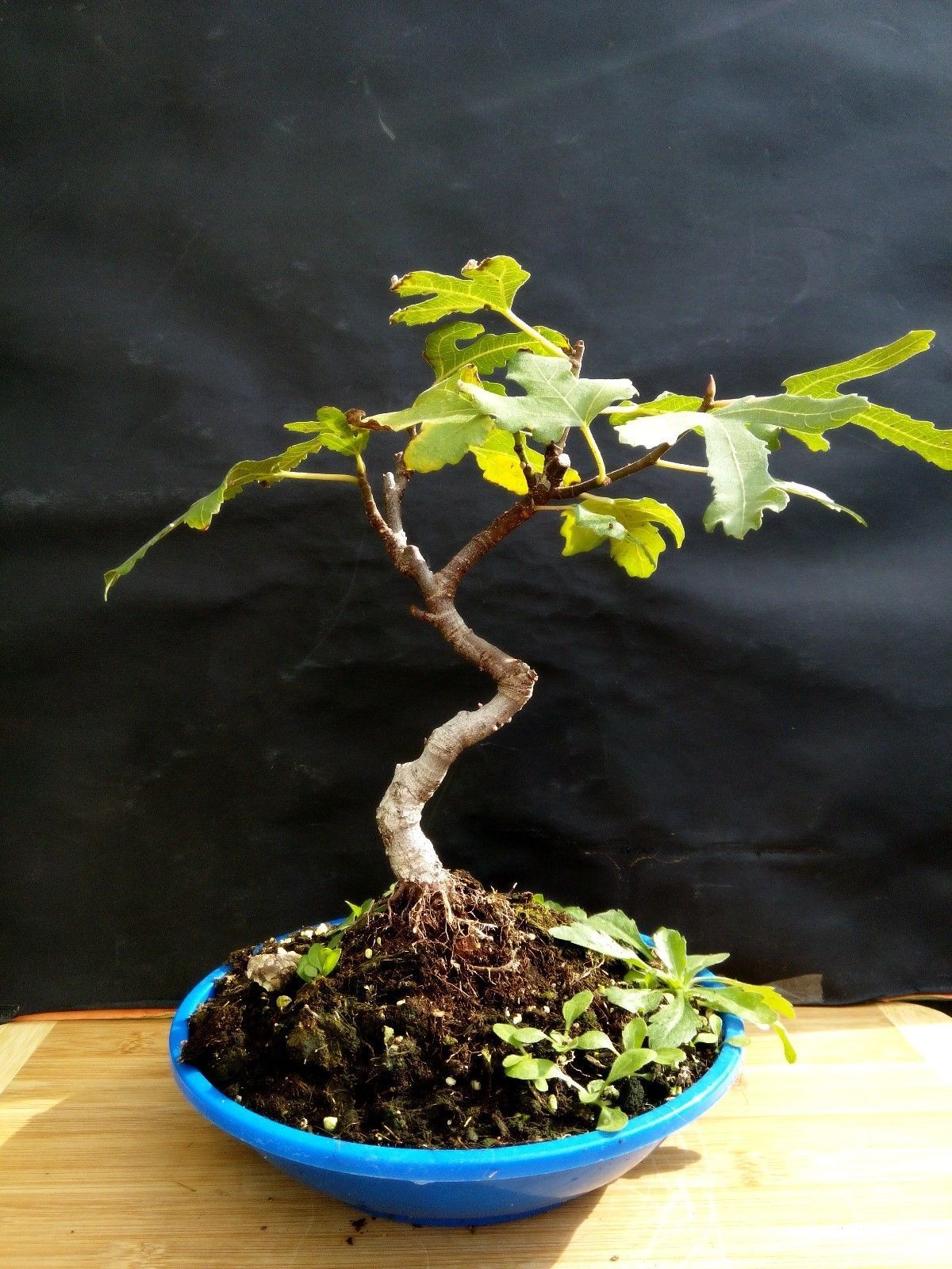Ficus carica bonsai Fig tree Exotic fruit tree very old plant Bonsai