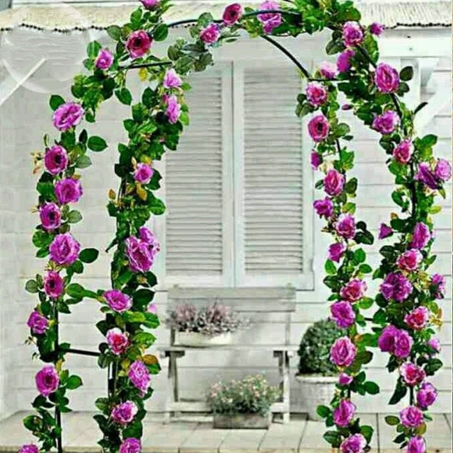 Dabai Mountain Purple Climbing Plants, 50 seeds, beautiful fragrant