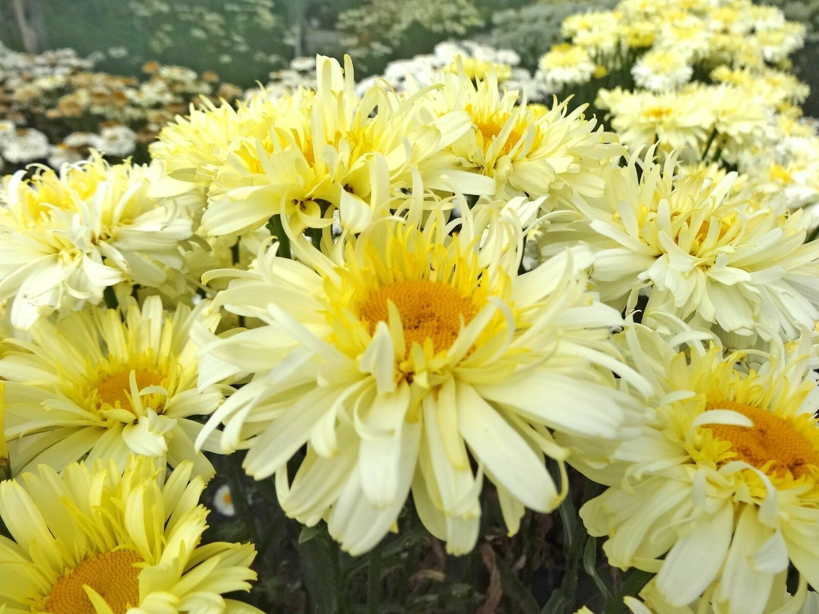 Leucanthemum Shasta Daisy Real Charmer 1 Live Plant Quart Pot