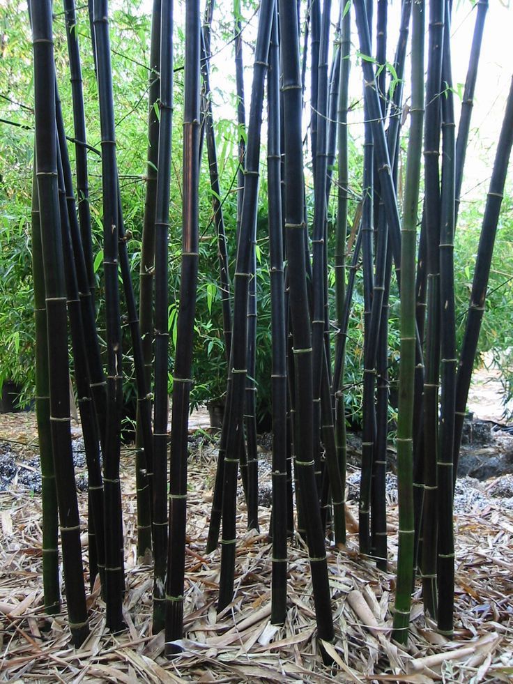 50 Seeds Rare purple Timor Bamboo Seeds Bambusa Lako, DIY Home Garden ...