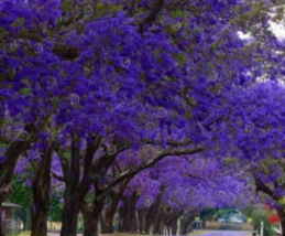 “ 20 PCS 100% Genuine Purple Jacaranda Mimosifolia Tree Shrub Seeds GIM ” - $15.18