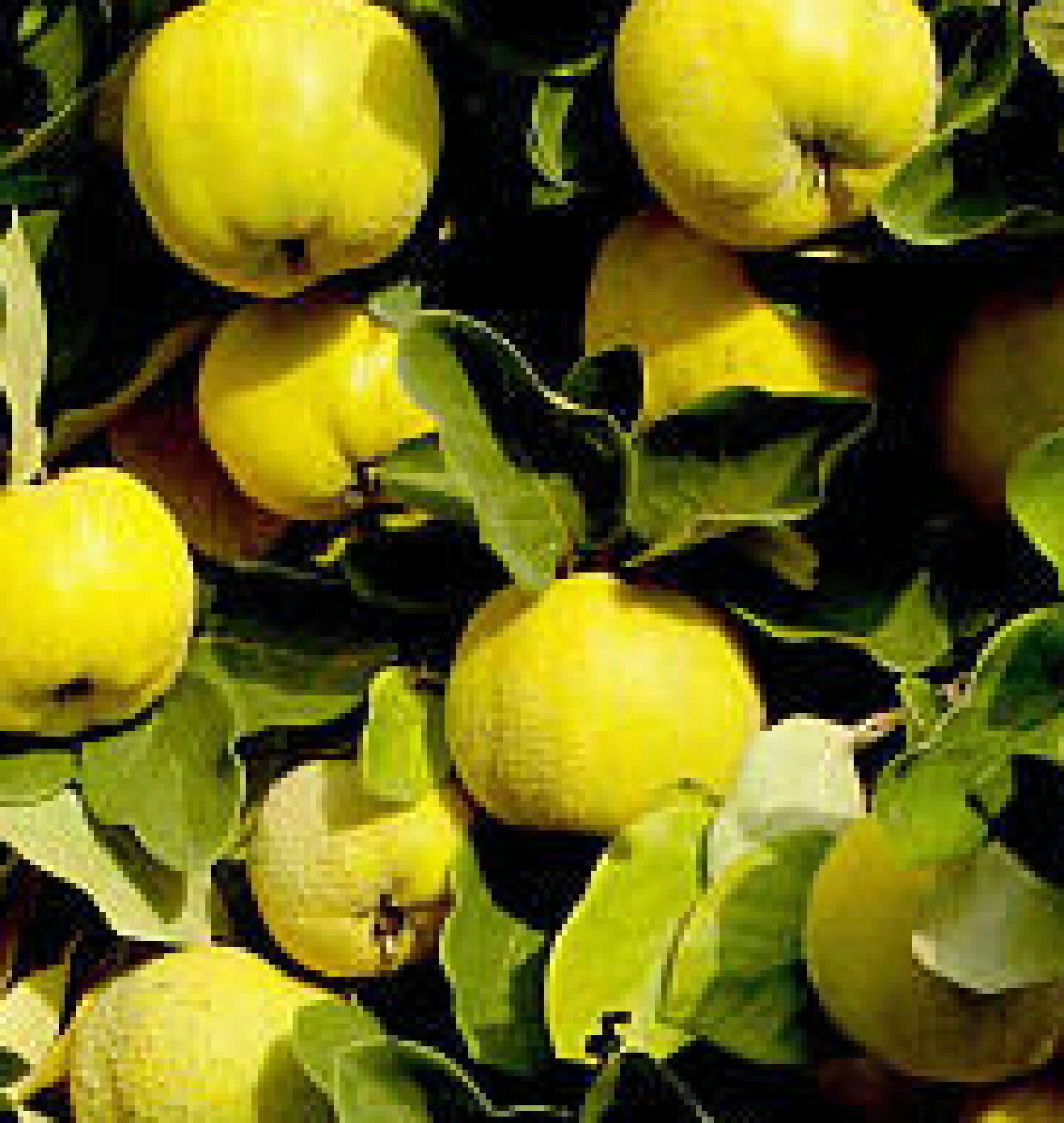 Provence Quince heirloom fruit tree seedling hardy edible Pear Family LIVE PLANT Other