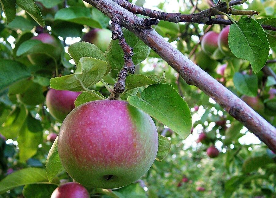 Malus pumila Fuji DWARF APPLE TREE Seeds Other Plants & Seedlings