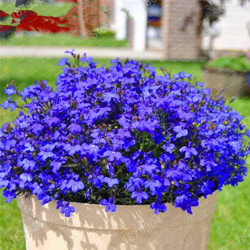 Blue Ground Cover Seed, Blue Lobelia Flowering Ground Cover Heirloom ...