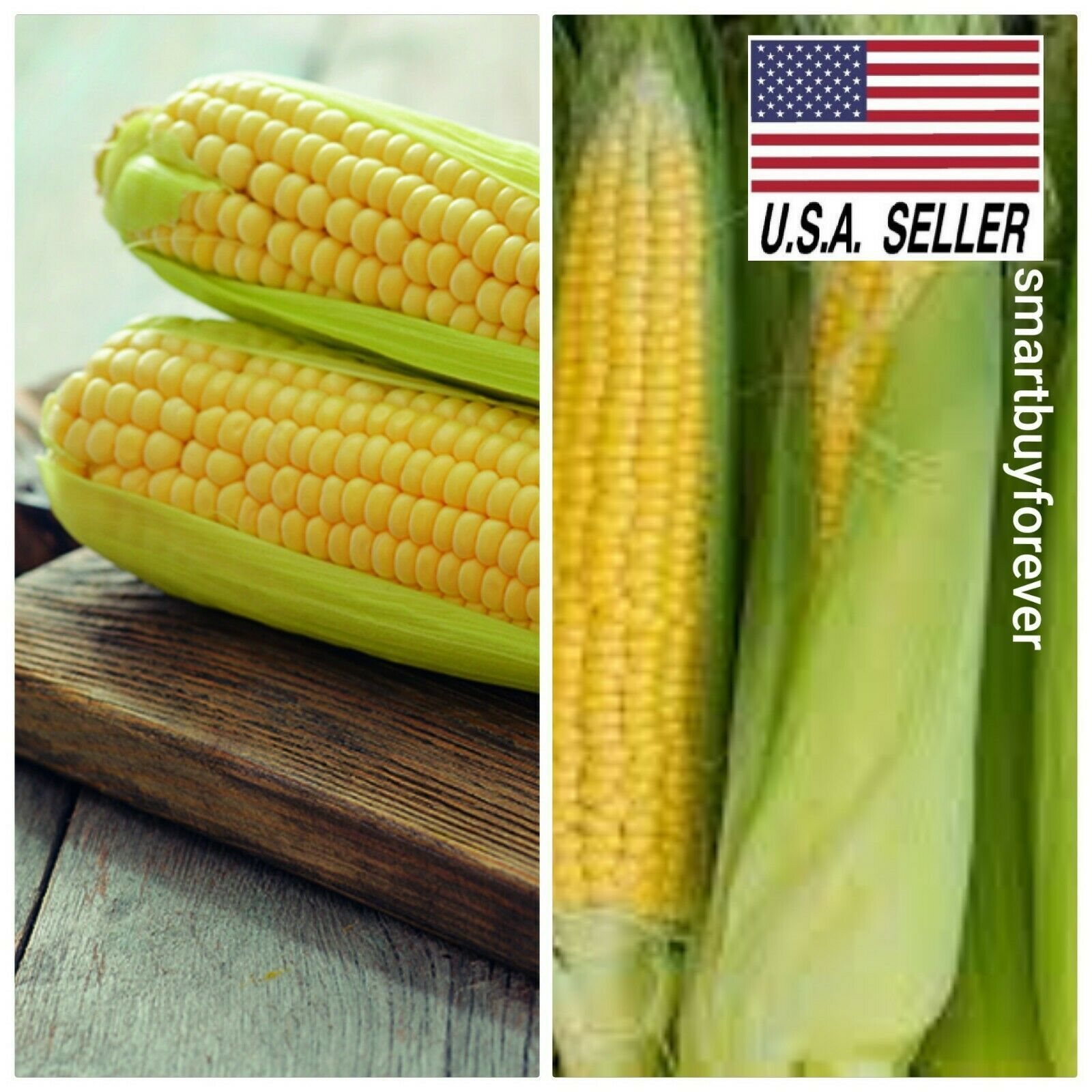 200+ Fresh Early Golden Bantam Sweet CORN seeds Heirloom NON-GMO ...