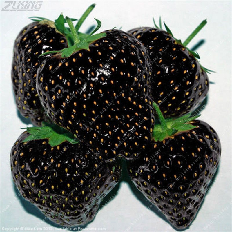 100 Pcs Rare Black Strawberry Exotic Delicious Juicy Tasty Edible Fruit Seeds Houseplant Seeds