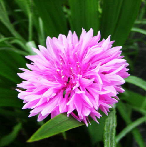 50 Pink Cornflower Seeds Centaurea Cyanus Bluebonnet Garden Flowers - Seeds