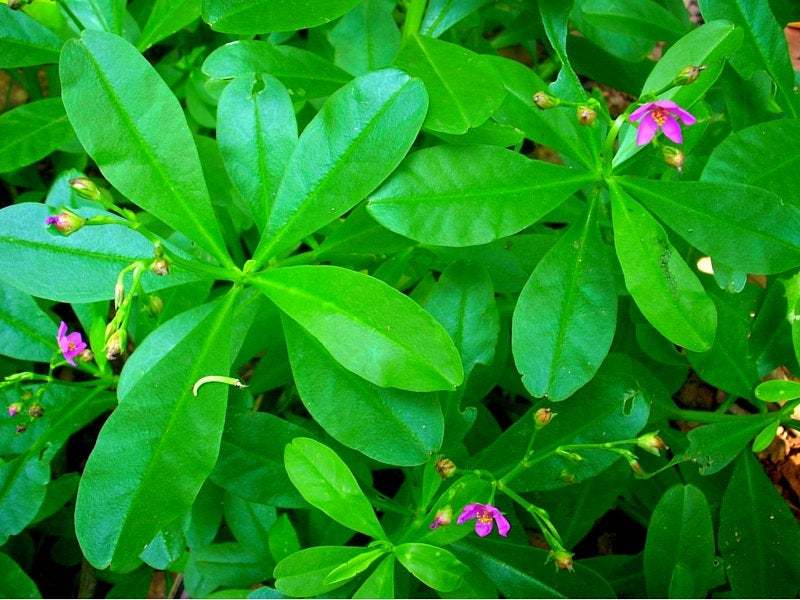 Waterleaf(Talinum triangulare) 400 seeds cost is 10 USD, shipping cost is 10 USD