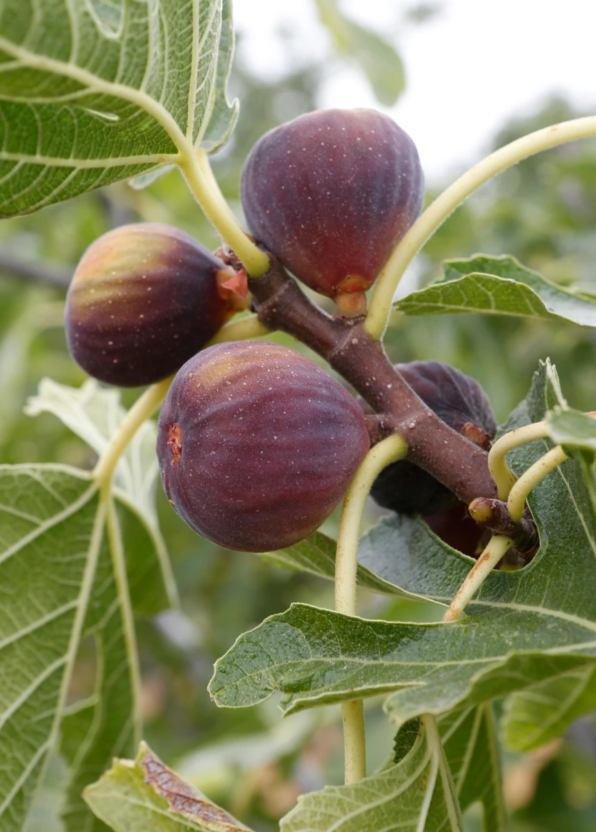 ULTRA COLD HARDY "OLYMPIAN" Fig Fruit Tree "Ficus Caric" Live Starter