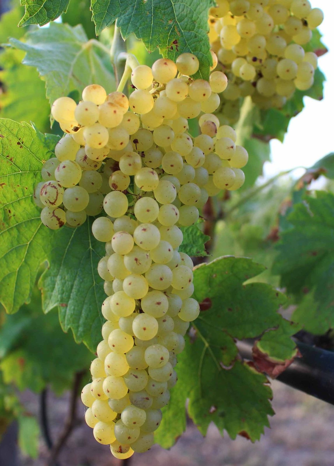 lakemont grapes growing