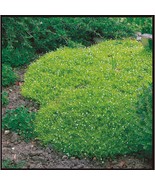 500 Seeds - Irish Moss - Ground Cover - $9.49