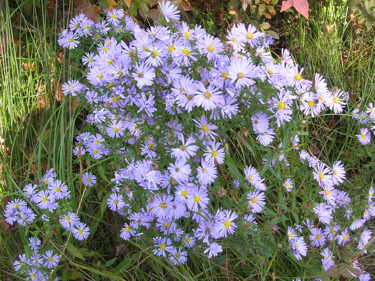 new york aster native range