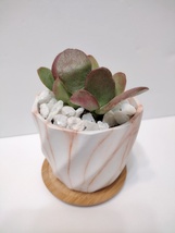 Succulent in White Ceramic Planter Pot, with White Quartz Stones, Burgundy Jade