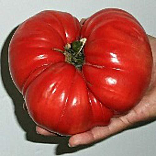 goliath tomato seeds