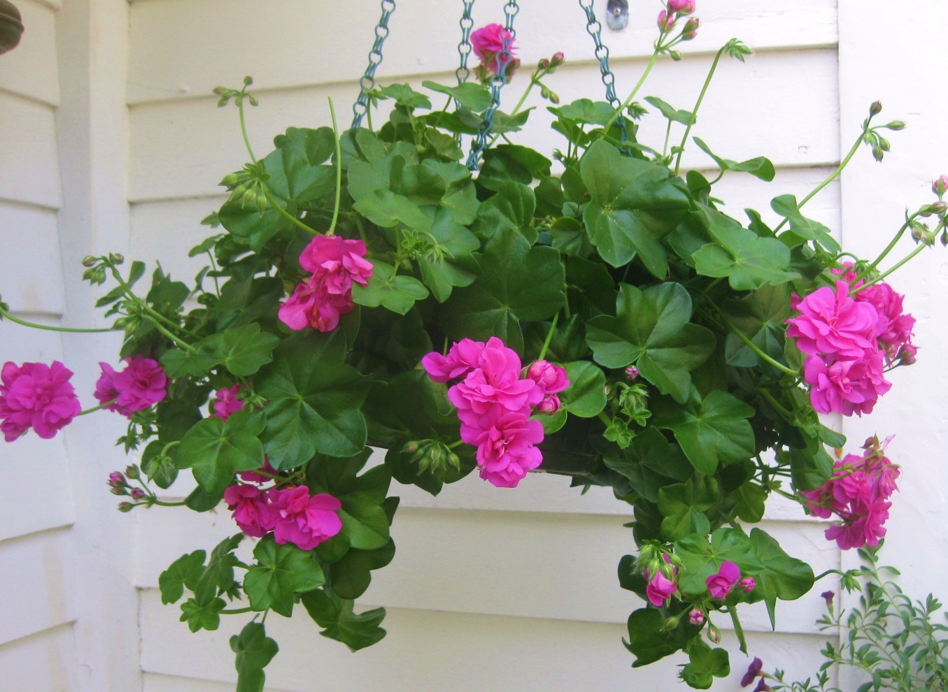 15 Seeds - Cascade Lilac Trailing Geranium Flower - Annual & Biennial Seeds