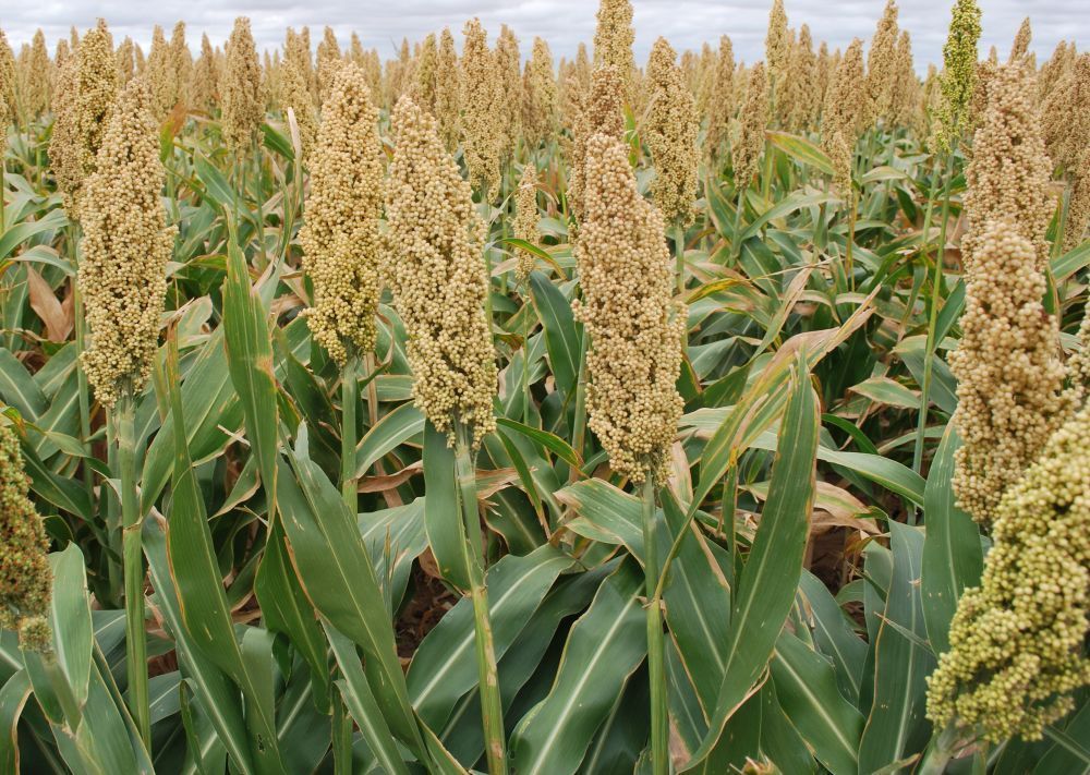 SHIPPED From US, Grain Sorghum (Milo), 1 ounce RM - Seeds