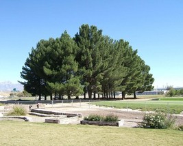 Pinus Eldarica (Afghan Pine) 10 seeds - $2.60