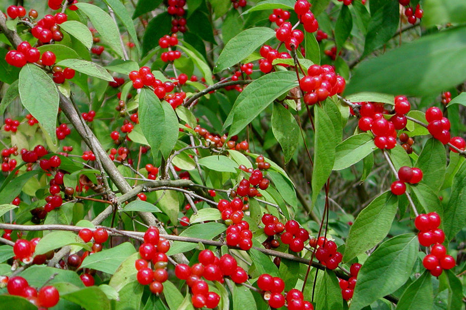 Amur Honeysuckle Bush! 12 Seeds! (Lonicera Maackii) Birds love it! Comb ...