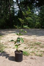 Arapaho Thornless Blackberry Plants Garden Plant Healthy Sweet Blackberries Home - $48.45