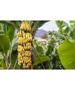 Edible banana &#39;Musa acuminata&#39; x 10 seeds - $6.00