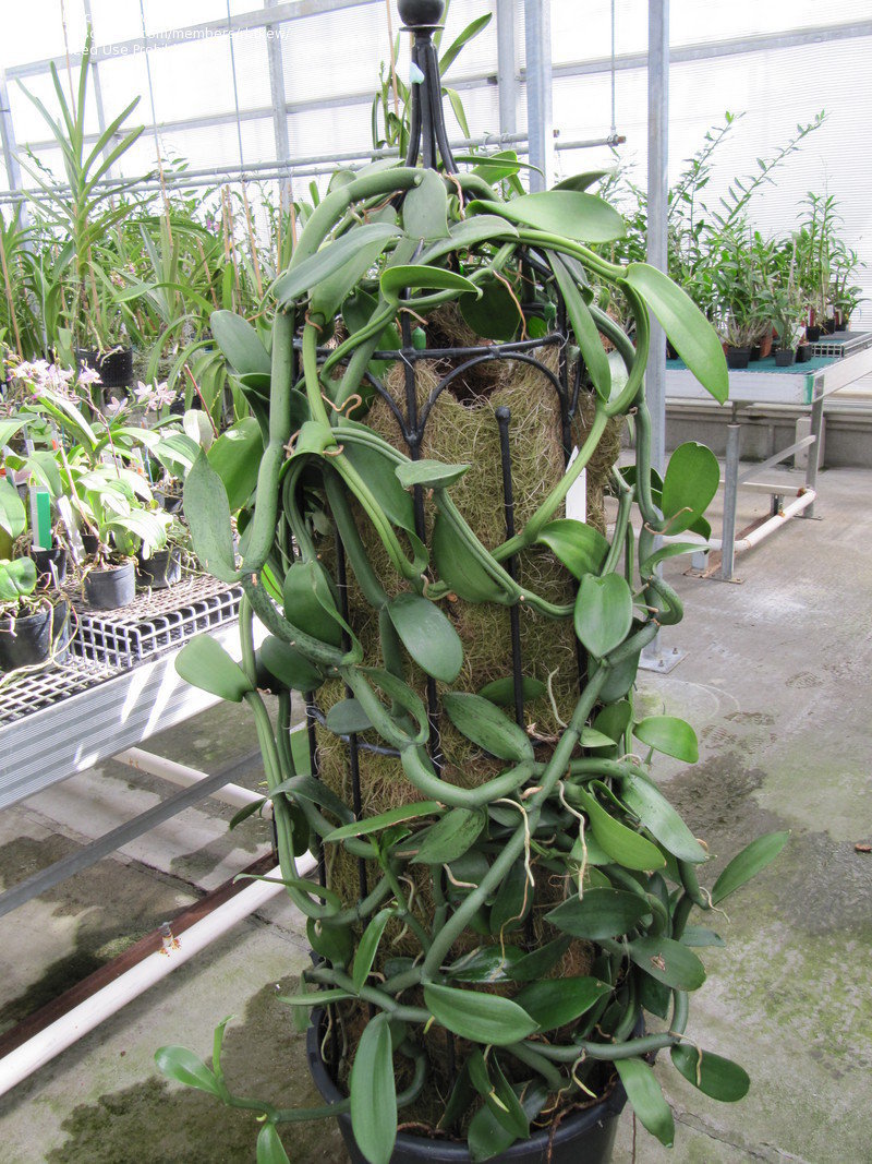 Rooted 23" Vanilla Planifolia 'Vanilla Orchid' live Vanilla bean vine