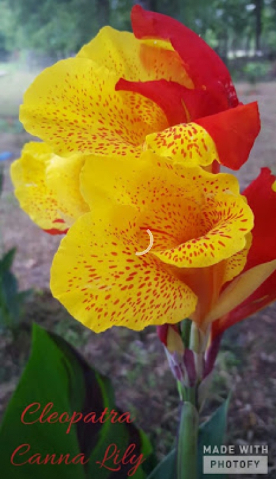 Cleopatra Canna lily Bulbs, Roots & Rhizomes