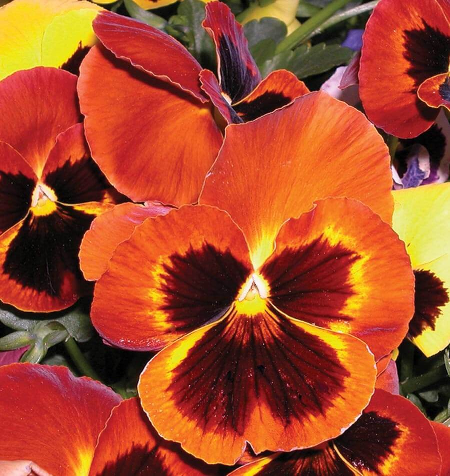 Orange Pansy Seeds, Swiss Giant Pansies Orange Viola Heirloom 50pcs ...