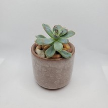 Echeveria Pelucida Succulent in Brown Ice Crack Planter Pot, Ceramic 2.5" image 1