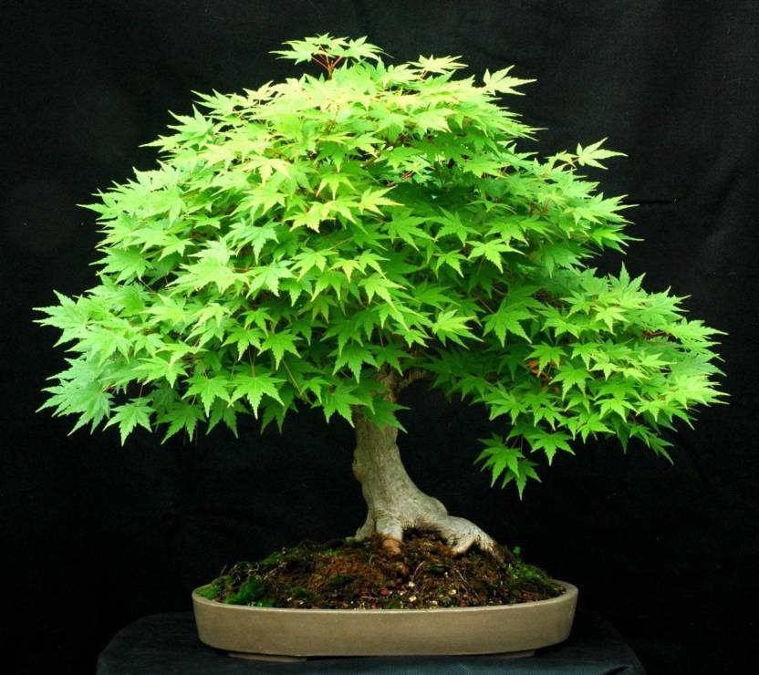 100 True U.S.A Red Maple Tree America bonsai 30pcs seedsplants Very