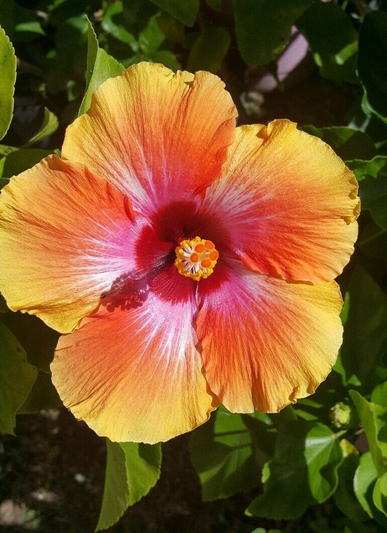 EXOTIC HAWAIIAN SUNSET~FIESTA HIBISCUS LIVE PLANT 10 INCHES TALL OR ...