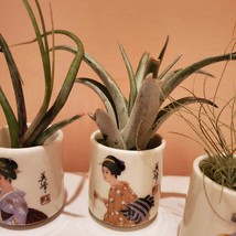 Air Plant in Upcycled Sake Cup, Japanese Geisha Porcelain Airplant Holder image 4