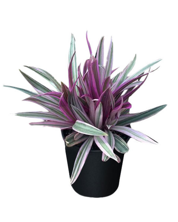 Tropical Plant DWARF TRICOLOR Oyster Houseplants