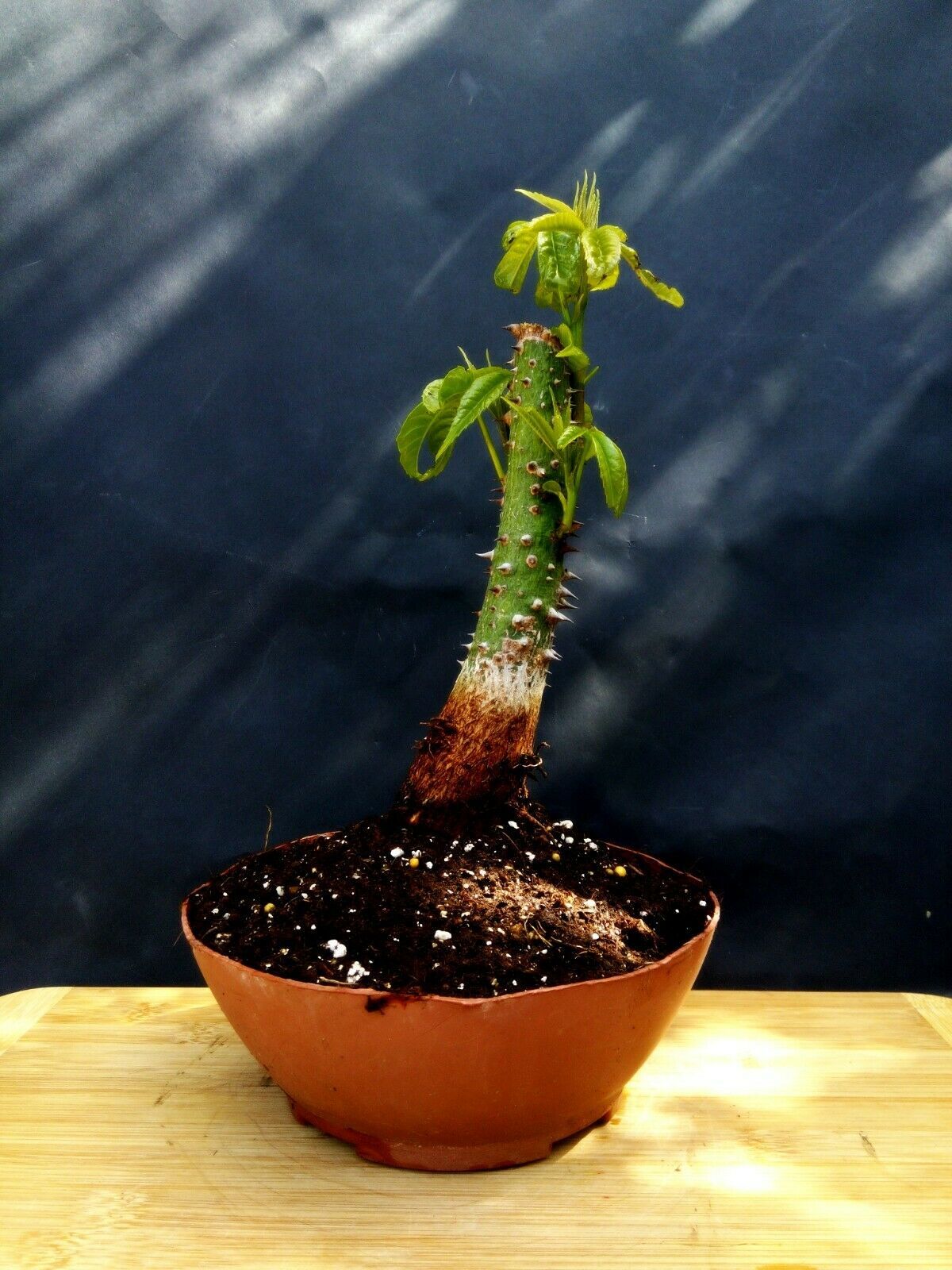 Ceiba Speciosa Pre Bonsai - Approximately 12 years old plant - Bonsai