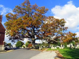 White Oak Tree qt pot (Quercus alba) image 7