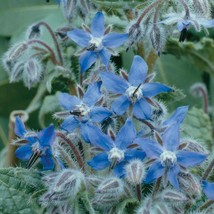 10 Variety Seeds - GBorage Starflower, Tailwort Seeds #SMS60 - $12.99