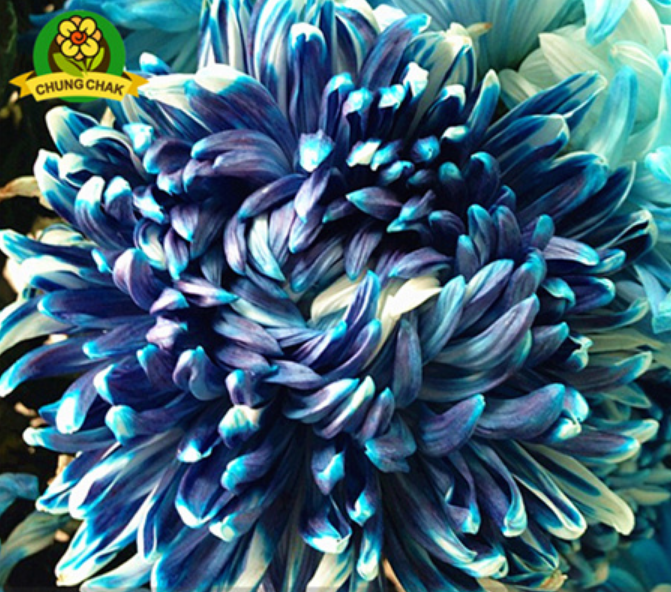 Chinese mum plant BLUE Chrysanthemum Seeds 200PCS Rare A Perennial Seeds