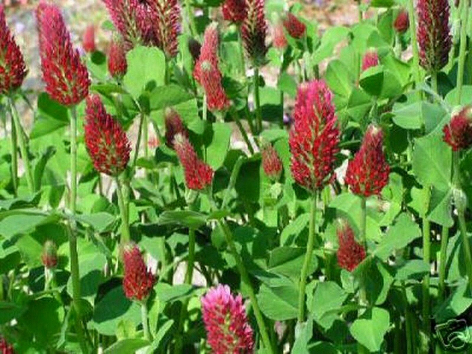 150 Seeds Crimson Clover Dixie (Trifolium Incarnatum) - Other Plants ...