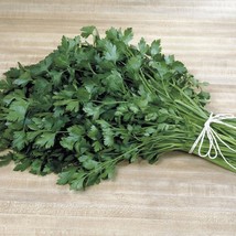 Italian Plain Leaf PARSLEY 300- 5000 seeds heirloom fragrant healthy herb flavor - $1.77+
