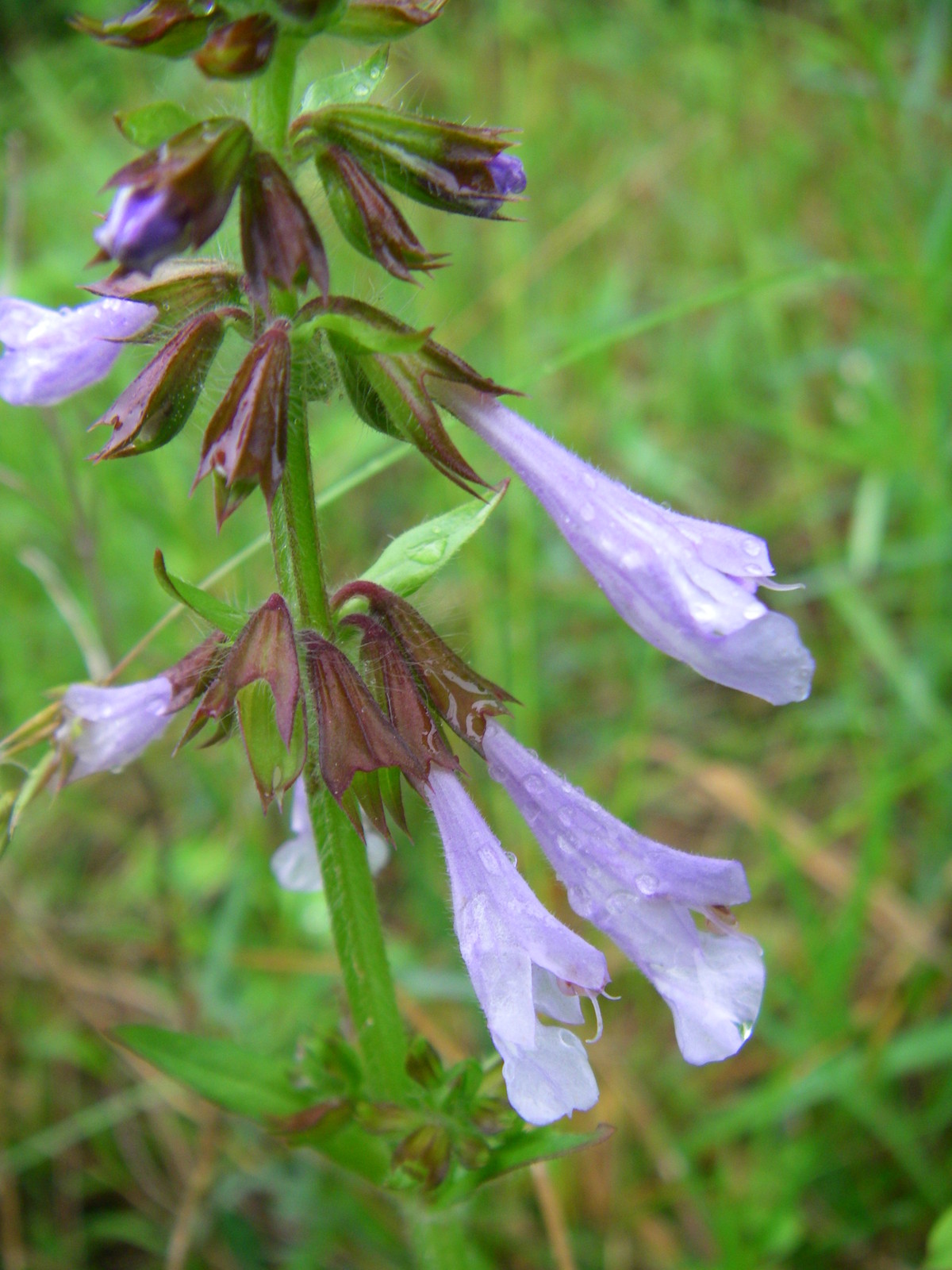 sage leaves sage leaves